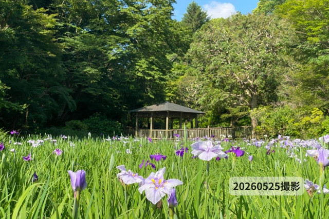 生田緑地「ハナショウブの開花2026」【川崎市】